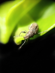 Pantomorus cervinus