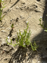 Pectocarya peninsularis