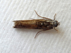 Sciota melanostyla