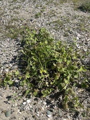 Passiflora fruticosa