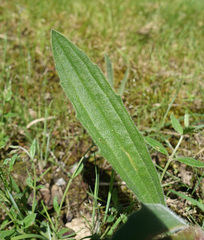 Plantago varia