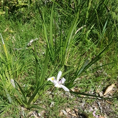 Irideae