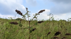 Grona heterocarpos strigosa