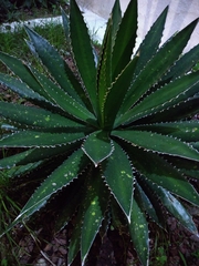 Agave univittata