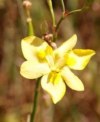 Moraea ramosissima