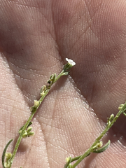 Pectocarya peninsularis