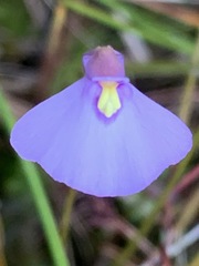 Utricularia barkeri