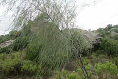 Aspalathus pendula