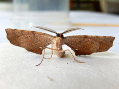 Parepisparis multicolora