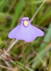 Utricularia barkeri