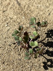 Acmispon maritimus brevivexillus