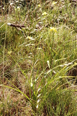 Moraea ramosissima