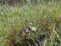 Utricularia barkeri
