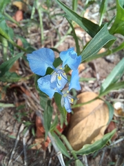 Commelina modesta