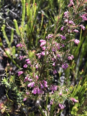 Erica placentiflora