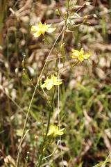 Moraea ramosissima