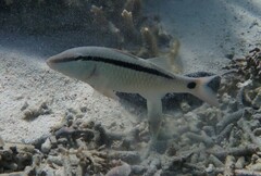 Parupeneus barberinus