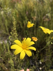 Neoeutrapela