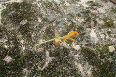 Ornithogalum maculatum