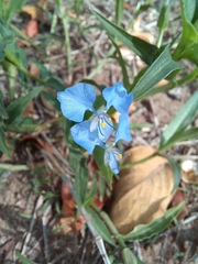 Commelina modesta