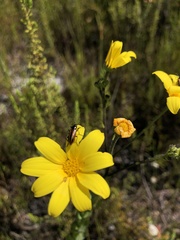 Neoeutrapela