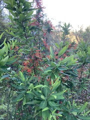 Embothrium coccineum