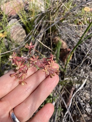 Codonorhiza micrantha