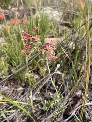 Codonorhiza micrantha