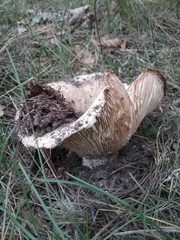 Russula brevipes