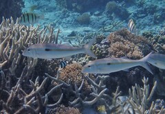 Mulloidichthys flavolineatus