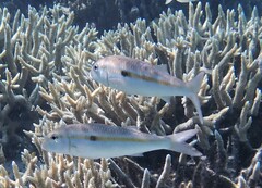 Mulloidichthys flavolineatus