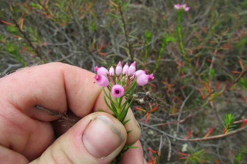 Image of Erica inflata by (c) James Deacon, some rights reserved (CC BY-SA)