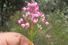 Erica inflata