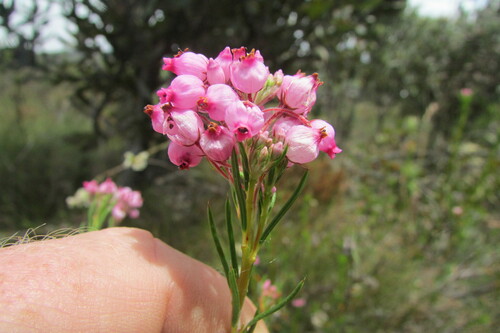 Image of Erica inflata by (c) James Deacon, some rights reserved (CC BY-SA)