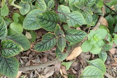 Plectranthus ciliatus