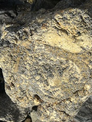 Balanomorpha