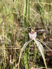 Caladenia venusta