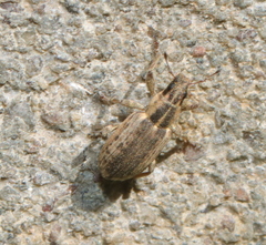 Sitona discoideus