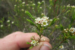 Diosma aspalathoides