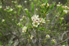 Diosma aspalathoides