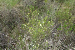 Diosma aspalathoides