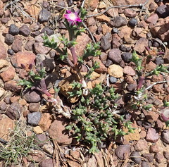 Smicrostigma viride