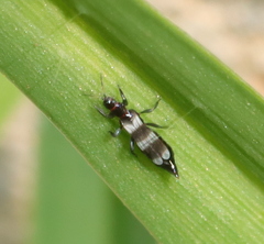 Aeolothrips