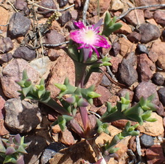 Smicrostigma viride