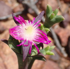 Smicrostigma viride