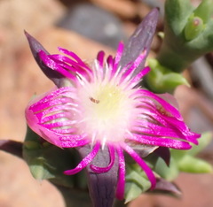 Smicrostigma viride