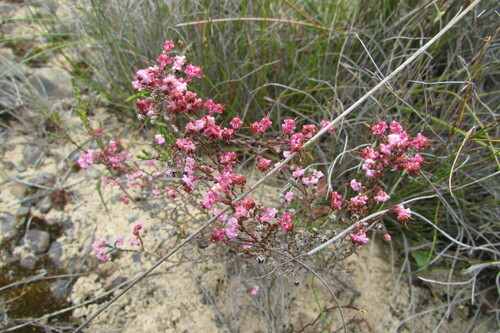 Frisbee Heath (Erica guthriei)