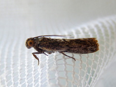 Ephestiopsis oenobarella