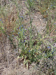 Anchusa capensis