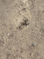 Pogonomyrmex californicus